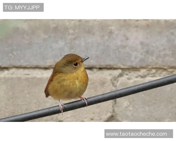 乌栖沙岩与清水的对决探讨自然景观与生态保护的平衡之道